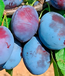 Слива Чернослив Чижика