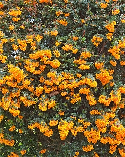 Барбарис Дарвина