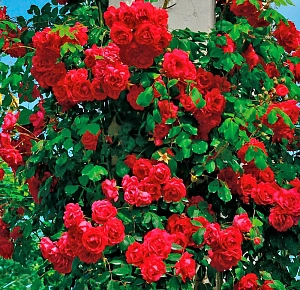 Роза плетистая клаймбер Пол Скарлет