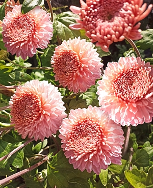 Хризантема корейская Розалинда