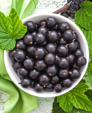 Саженцы Смородина черная Ядрёная