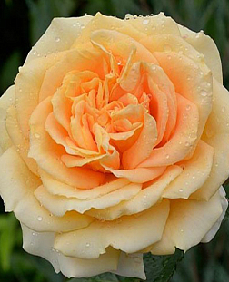 Роза чайно-гибридная Каппучино