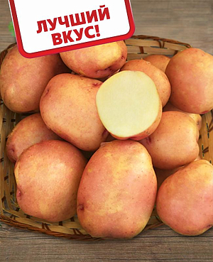 Картофель Жуковский ранний