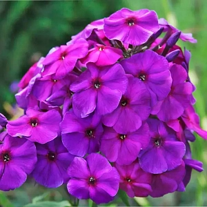 Флокс метельчатый Перпл Парадайз