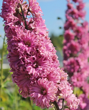 Дельфиниум Фламенко