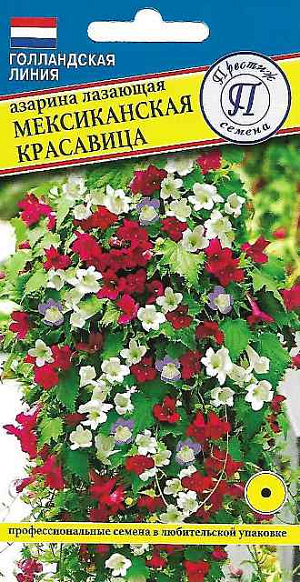 Однолетник. Азарина лазающая — это вьющаяся лиана. Быстрый набор лиственной массы и относительно раннее цветение с момента посева позволяют применять её для озеленения балконов и лоджий, террас и патио. Растение очень декоративно. Лист обладает формой в виде сердца, иногда с зазубренными краями листовой пластины. Стебель при оптимальных условиях развития может достигать длины до 5 метров за вегетативный сезон. Бутоны обладают формой колокольчика с длинной центральной трубкой. Они могут быть розовыми, голубыми, сиреневыми, красными, белыми. Располагаются бутоны в виде грозди в пазухах листьев. Азарина лазающая выращивается в качестве однолетника. Впрочем, если развитие проводится в контейнере или вазоне, то возможно сохранить растение, занеся его в отапливаемое помещение до момента наступления первых заморозков.