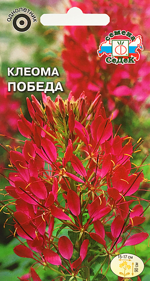 Семена Клеома Победа.
Листья крупные, красивые, 5-7-лопастные, опушенные. Соцветия длиной 15-17 см. Цветки необычной формы, 4-5 см в диаметре, вишнево-красные, украшены длинными голубыми или пурпурными тычинками, по форме напоминают паучка. Цветет до заморозков. Растение светолюбивое, засухоустойчивое, предпочитает почвы с нейтральной кислотностью, без застоя воды. Используется в миксбордерах, цветниках, в групповых и одиночных посадках. В срезке сохраняет декоративность до 10 дней.