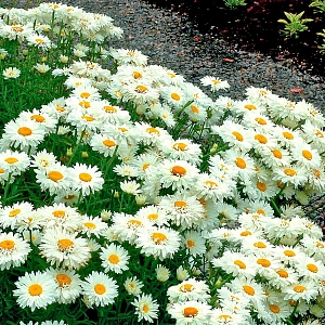 Нивяник великолепный Паладин