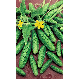 Семена Огурец Водолей