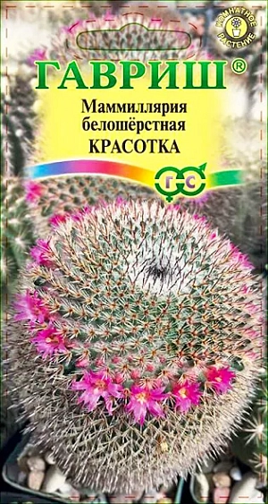 У многих кактусы ассоциируются лишь с колючками и суровым характером этих растений, которые способны произрастать в наиболее засушливых уголках планеты. Но, увидев единожды хотя бы несколько видов цветущих растений, можно навсегда изменить представление об этих чудесных «колючках». Маммиллярия является одним из самых распространенных кактусов, которые выращиваются в домашних условиях без особых усилий. Популярность данного комнатного цветка оправдана не только особенностями выращивания, но и тем, что он может стать удачным дополнением интерьера. Маммиллярия белошерстная — медленно растущий, кустящийся кактус. Стебель бочковидный, вытянутый с плоской, вдавленной макушкой 10-15 см. высотой и 4-8 см. в диаметре.

 Цветет, начиная с поздней весны, очень маленькими (7-8 мм.), звездчатыми цветками карминового, пурпурно-розового или розового цвета, расположенными на верхушке кактуса в виде венчика. Любит яркое освещение и прямые солнечные лучи. Зимний покой (оптимальная температура 8-10 С.), во время которого высота растения может уменьшаться, стимулирует цветение и продолжительность жизни кактуса. Размножают вегетативным способом (редко) и семенами. Семена высевают весной, поверхностно, не заделывая, в ящики с дренажными отверстиями и смесью из песка и дернового грунта, накрывают пленкой. Прорастают через 7-14 дней при температуре 21-27 С. Как только сеянцы обзаведутся хорошими корнями (через 1-2 недели), пленку убирают. Молодые растения проветривают и защищают от полного солнца. Вредителями этот цветок поражается редко.