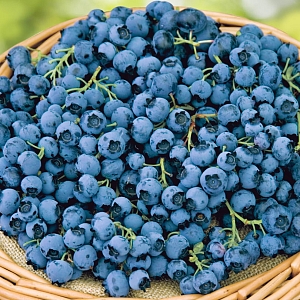 Голубика Дюк