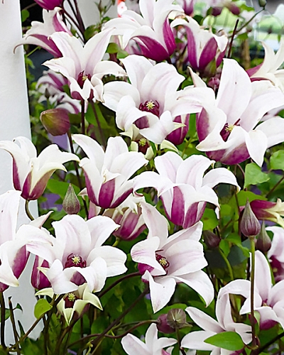 Клематис Принцесс Кейт