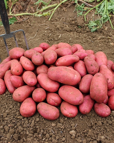 Семенной Картофель Ред Скарлетт