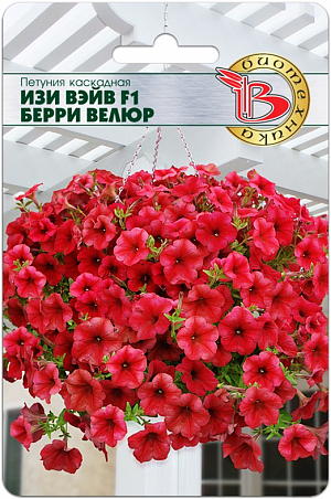 <blockquote>
</blockquote>
 Семена Петуния Изи Вэйв F1 Берри Велюр каскадная.
<div>
 Исключительная однородность в сочетании с простотой выращивания <br>
 Образует пышные аккуратные цветущие шапки <br>
 Одно растение в горшках диаметром 25-40 см разрастается до 15-30 см в высоту и до 1 м в ширину <br>
 Цветки полностью закрывают листья, создавая сплошное цветное пятно<br>
 Ампельное растение<br>
 Посев: посев на рассаду производится с февраля по март. Драже высеваются в рассадные ящики на поверхность подготовленного субстрата, грунтом не присыпаются. Очень важно, чтобы высеянные драже были постоянно увлажнены и не пересыхали. <br>
 Прорастание: всходы появляются на 10-15 день, при температуре проращивания 25-30°С. <br>
 Пикировка: на стадии 2-3 пары настоящих листьев в горшочки 100мл. Температура доращивания 16-17°С. С апреля по май производится пересадка в горшки диаметром 9 -12 см. В горшках доращивание производится при температуре 18-20°С. Такая температура позволяет получить хорошо развитую коренастую рассаду. <br>
 Грунт: должен быть легкий, с высоким содержанием питательных веществ и иметь значение рН 5,5-6,5. <br>
 Высадка на постоянное место: производят, когда полностью минует угроза заморозков. <br>
 Удобрение: петуния требовательна к содержанию питательных веществ. Подкормки проводятся комплексным минеральным удобрением, содержащим микроэлементы. <br>
 Возможно использование удобрений пролонгированного действия. <br>
 Однолетник, при выращивании рассады требуется досветка.
</div>
<p>
</p>
 <br>