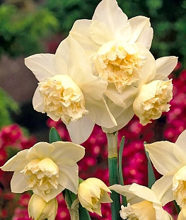 Нарцисс Вайт Марвел