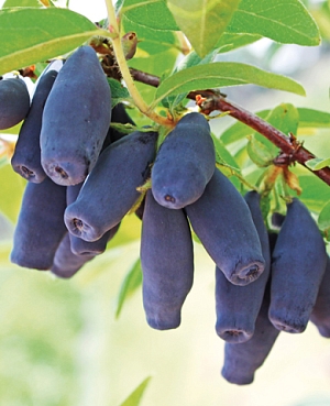 Саженцы Жимолость Амур