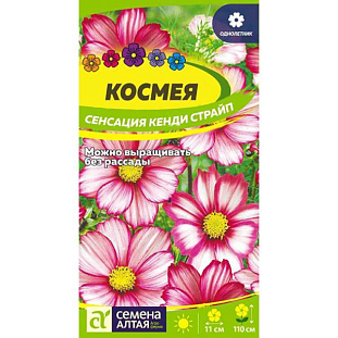 Семена Космея Сенсация Кенди Страйп