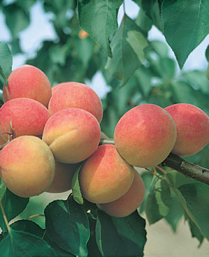 Саженцы Абрикос Горный Абакан