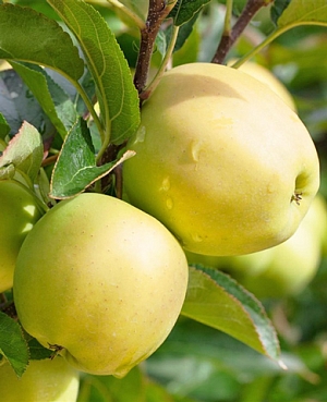 Саженцы Яблоня Голден Делишес