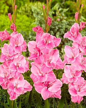 Гладиолус Пинк Пэррот