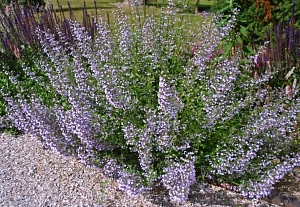 Душевник котовниковый Блю Клауд