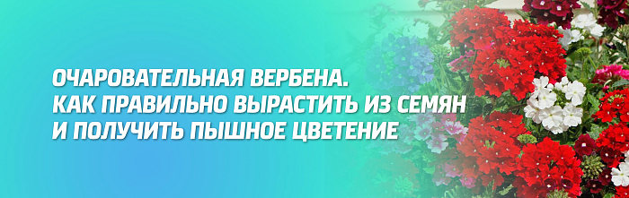 ВЕРБЕНА – ЛЕТНЕЕ ОЧАРОВАНИЕ.