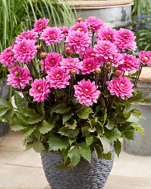 Георгин миниатюрный Мелоди Фанфар