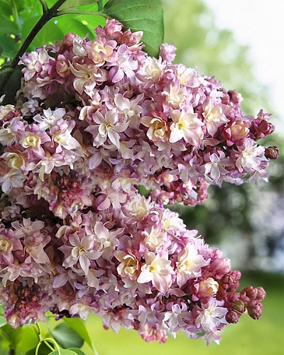 Сирень обыкновенная Лорка