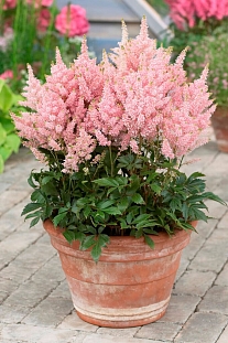 Астильба Юник Салмон