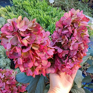 Гортензия метельчатая Бонфайер