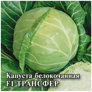 Семена Капуста белокачанная Трансфер F1 