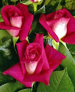 Роза чайно-гибридная Акапела (Acapela)