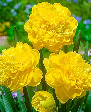 Нарцисс Истертайд