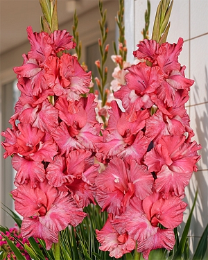 Гладиолус Триумфатор