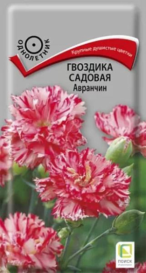 Цветки крупные, диаметром 4-6 см, махровые, душистые. Многолетнее растение, выращиваемое как однолетнее. Кустики обратнопирамидальные, компактные с четко выраженным главным стеблем, высотой 60 см. Листья с серым или голубым налётом. Края лепестков зазубренные. Цветет с июля по октябрь. Используют в цветниках и для срезки.

 
Агротехника. Растение предпочитает открытое солнечное место. Переносит заморозки до минус 2-3°С. Почвы предпочитает дренированные, рыхлые. Посев семян производят в январе-феврале в ящики, слегка присыпав их влажным песком. Посадочную емкость накрывают стеклом и ставят в освещенное место. При температуре почвы +18-20°C всходы появляются через 7-14 дней. Сеянцы пикируют в фазе двух-трех настоящих листьев. На постоянное место рассаду высаживают в мае, выдерживая расстояние между растениями 25-30 см. 