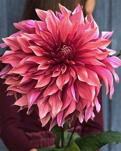 Георгин крупноцветковый Пеннхилл Дарк Монарх