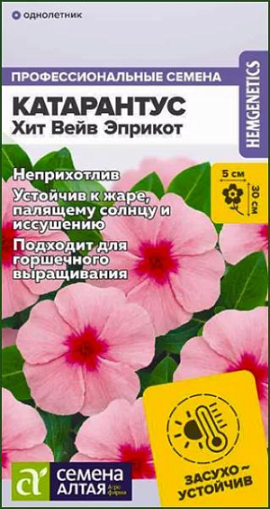 Катарантус Хит Вейв Эприкот

Неприхотливое засухо- и жароустойчивое растение. Быстро разрастается и хорошо ветвится, формируя компактный густой кустик. Цветение продолжительное и обильное в течение всего сезона. Цветки крупные, абрикосово-розового цвета с малиновым центром. Отлично подойдет для выращивания в балконных ящиках, кашпо и на клумбах. Высота растения: 20-30 см, ширина растения: 20-30 см, диаметр цветка: 3-5 см.