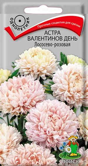 Семена астра валентинов день лососево- розовая. Прочные, устойчивые к непогоде кусты. Растение высотой 60 см. Тип растения «мультифлора» - формирует множество цветков красивой круглой почти шаровидной формы. Соцветия прочные, лососево-розового цвета. Цветет обильно с июля до морозов. Используют в сборных цветниках, на рабатках, для срезки.<br>
 <br>
 Агротехника. Растение предпочитает открытое солнечное место, но выносит и полутень. Лучше растет на легких, плодородных почвах. Не переносит внесения органических удобрений в год посадки.<br>
 Семена высевают с середины февраля по апрель. Глубина заделки семян 0,5 см. При температуре +20°C всходы появляются на 7-14 день. Через 3-4 недели посевы пикируют и выращивают при температуре 12-15°C. В грунт рассаду высаживают во второй половине мая, расстояние между растениями 20 см. <br>
 Семена соответствуют требованиям международных стандартов и ГОСТу РФ 12260-81<br>