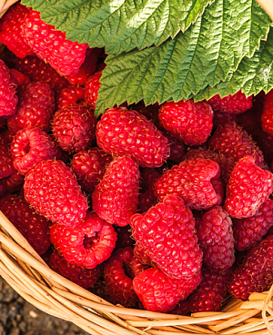 Саженцы Малина ремонтантная Шапка Мономаха