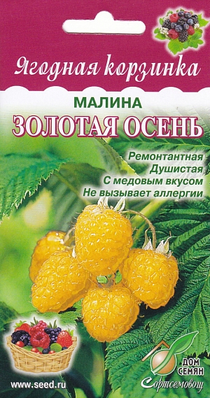 Малина Золотая осень