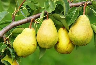 Груша Просто Мария