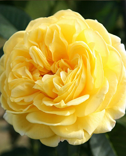 Роза флорибунда Инка (Inka)