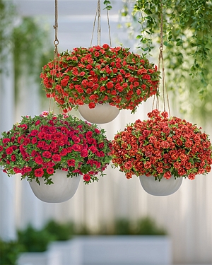 Набор махровых калибрахоа №2