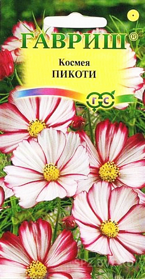Семена Космея Пикоти.
Роскошное однолетнее растение из семейства Астровые, высотой до 80 см. 
Пышный куст с ажурными листьями покрывают белые цветки, диаметром 10 см, с эффектной карминно-красной каймой по краю лепестков. 
Цветет обильно с июля до заморозков. Космея холодостойка и светолюбива, относительно засухоустойчива.
К почвам нетребовательна, предпочитает рыхлые, умеренно плодородные почвы. 
Выращивают прямым посевом в грунт в конце апреля-начале мая, либо под зиму. Используется для посадки на клумбах, в миксбордерах для декорирования оград и стен зданий, высаживают в качестве заднего фона бордюра. 
Успешно распространяется самосевом.