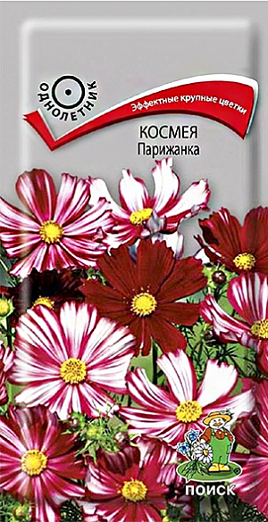 Семена Космея Парижанка. Декоративное растение с ажурными сильнорассеченными листьями, высотой 60-80 см. Цветы бело- бордовые, полосатые. Применяют для посадки в смешанных цветниках, декорирования оград и для срезки.<br>
 <br>
 Агротехника. Растение светолюбивое, холодостойкое. К почвам не требовательно, но лучше растет на легких плодородных почвах. Посев  семян производят в апреле-мае непосредственно в открытый грунт. Глубина заделки семян 1 см. При температуре почвы +18°C всходы появляются через 8-14 дней. Расстояние между растениями 30-40 см.