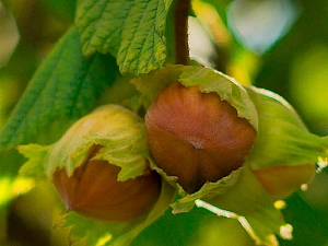 Фундук Черкесский