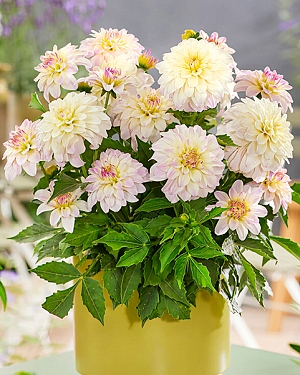 Георгин миниатюрный Гэллери Моне