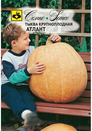 Семена Тыква Атлант