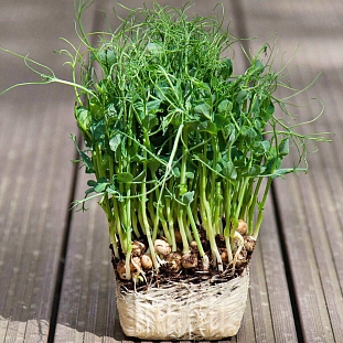 Микрозелень Горошек сахарный