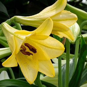 Лилия лонгифлорум Делиана